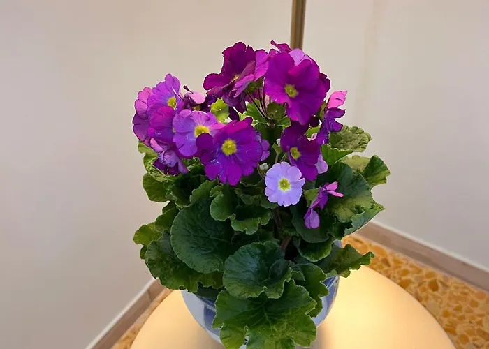 Little Vatican House *